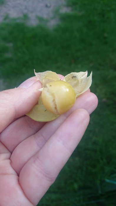 En hand håller en physalisfrukt med sprucken skal i trädgården.