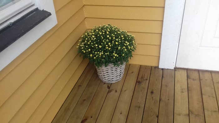 Blomkruka på träveranda framför gult husvägg och vit dörr, del av ett färdigt byggprojekt.