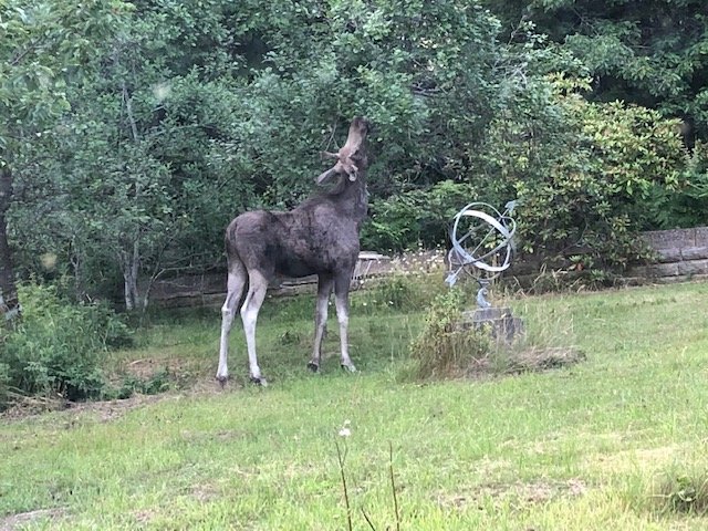 Älg som står i en trädgård och tittar mot kameran, omgiven av grönska och en trädgårdsskulptur.