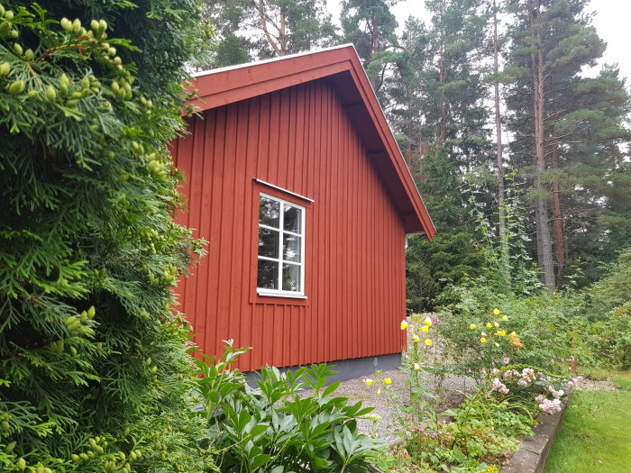 Rödmålat hus med fönster sett från trädgården, grönska och blommande buskar i förgrunden.