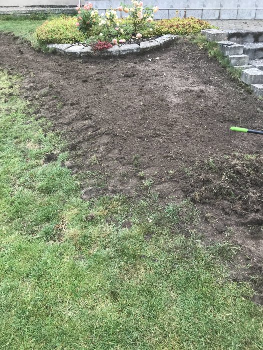 Gräsmatta med skadade områden och jord framför blomsterbädd med rosor, arbete pågår för renovering.