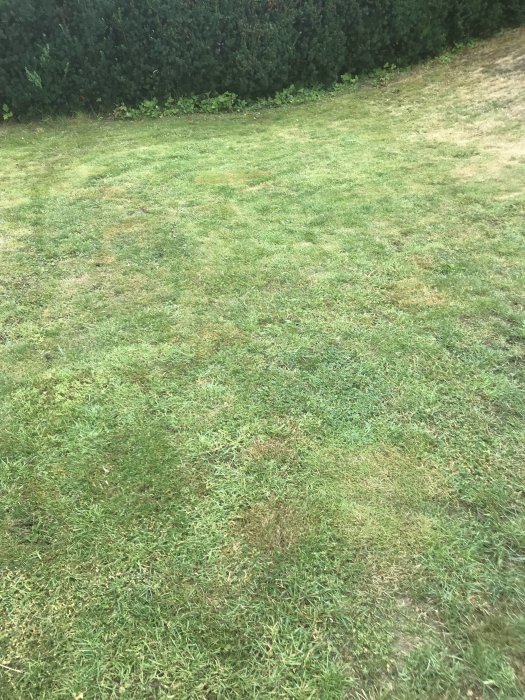 Beskadigad gräsmatta med gula fläckar och ogräs inför planerad jordpåläggning och ny sådd.