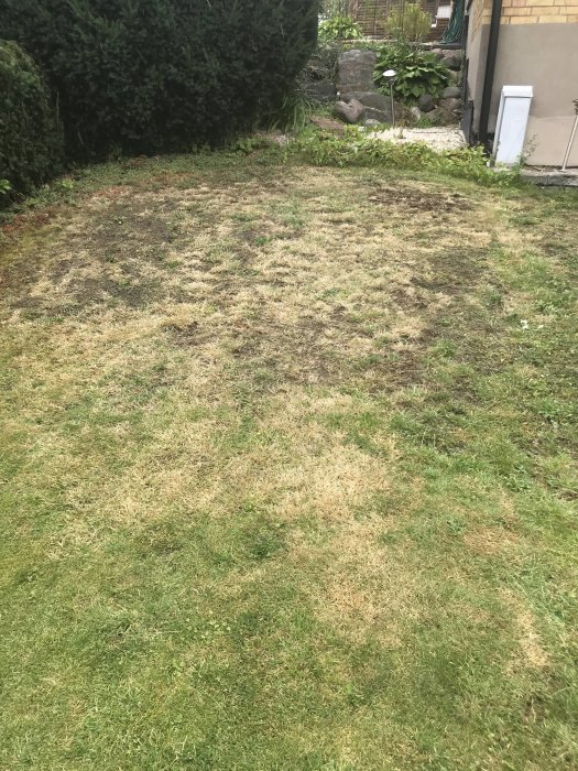 Skadad gräsmatta med bruna fläckar samt ogräs, i behov av restaurering efter torka.
