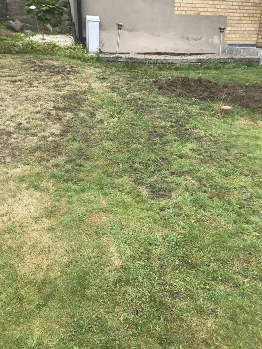 Gräsmatta med skadade områden och ogräs, redo för jord och ny sådd.