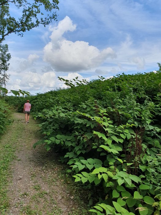 En person promenerar på en stig intill högväxt parkslide under en himmel med fluffiga moln.