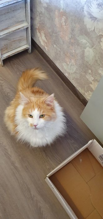 Stor Maine Coon-katt med vit och röd päls sitter på trägolv bredvid en öppen kartong.