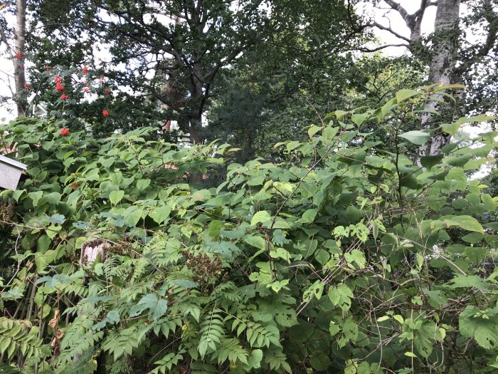 Tät växtlighet med parkslide och några röda blommor, grönska som tränger igenom i trädgård.