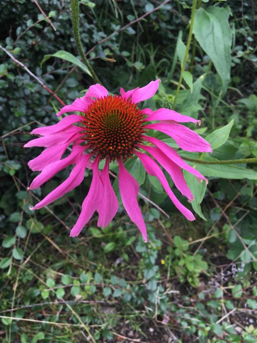 Närbild av en rosa Röd solhatt (Echinacea purpurea) med tydliga kännetecken, mot en suddig grönbakgrund.