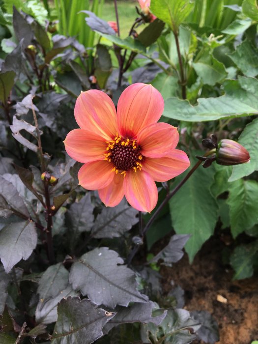 Orange dahlia 'Happy Single Kiss' med mörkt lövverk i trädgårdsmiljö.