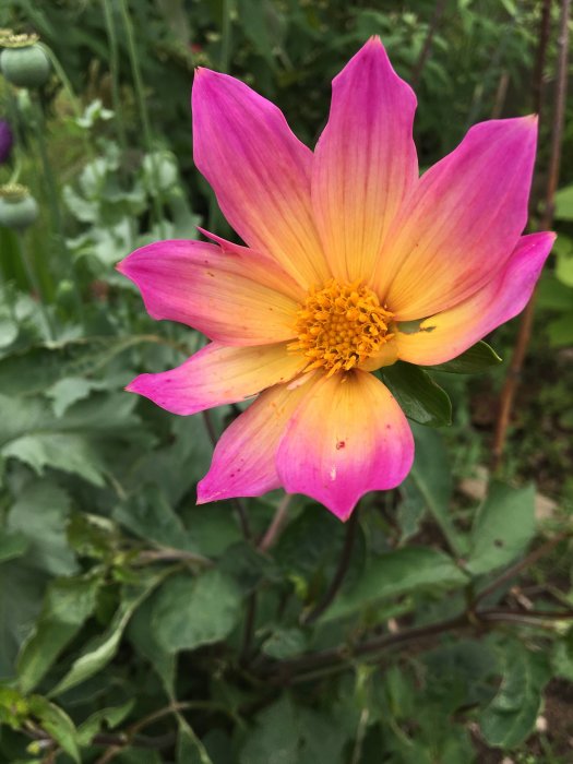 Nahaufnahme einer Blume 'Happy Single Kiss' mit leuchtend rosa Blütenblättern und gelbem Zentrum vor grünem Laub.