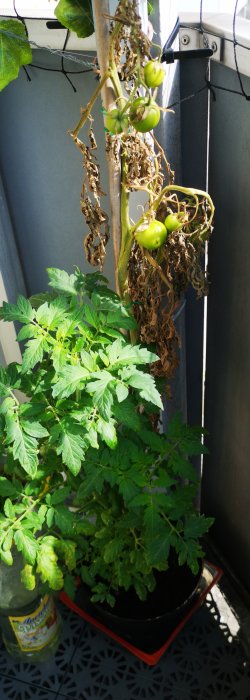 Tomatplanta med skadad del ovanför och frodig tillväxt nedanför, några omogna tomater hänger kvar.