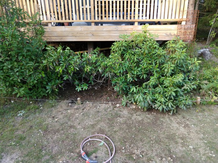 Buskar som flyttats framför en träaltan med ett grävt hål synligt i marken.