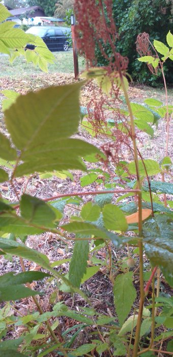 En närbild av gröna växter med karakteristiska blad och brunröda blomstjälkar, osäkerhet om det är parkslide.