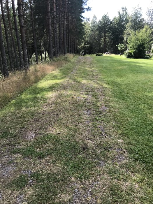 Gräsbevuxen grusväg omgiven av träd och gräsmatta, som behöver ombyggnad.