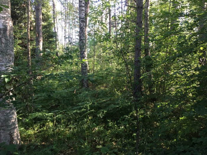 Tät och igenväxt skogsmark med högt gräs och buskar bland ljusstamade björkar och andra träd en sommardag.