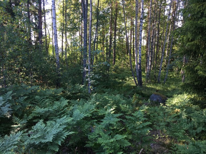 En igenvuxen tomt med ormbunkar, träd och skogsmark före röjning.