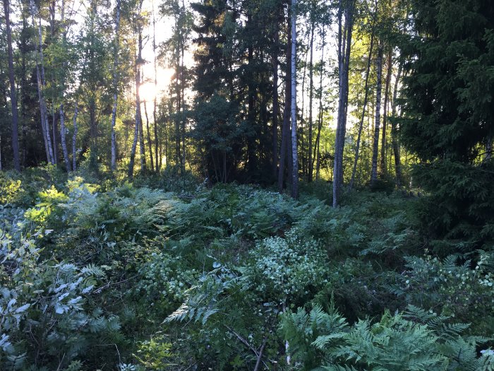 Dense overgrown forest land with a variety of bushes and young trees in Åland before clearing.