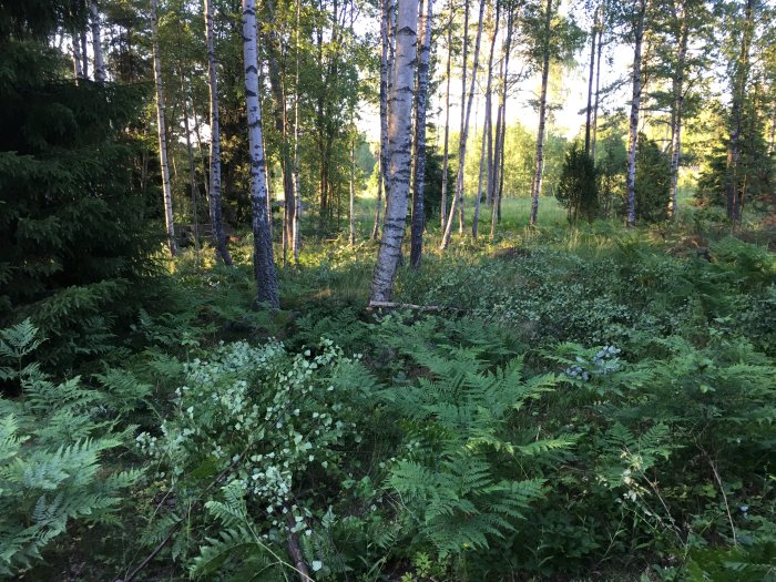 En igenvuxen tomt med olika arter av träd och undervegetation i sommarljus, före röjningsarbete.