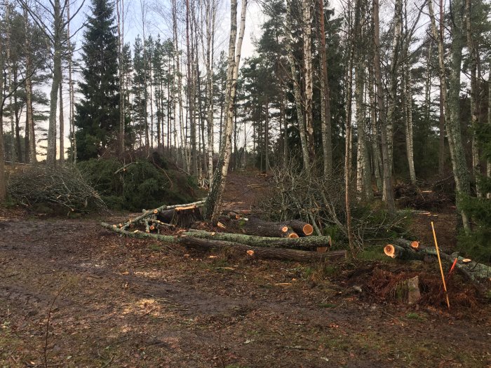 Röjning av en skogstomt med fällda träd och uppgrävda stubbar i ett lätt igenvuxet landskap.