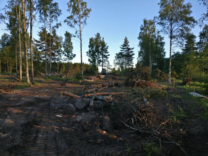 Nygrävd tomt med avverkade träd och stubbar i kvällssol på Åland.