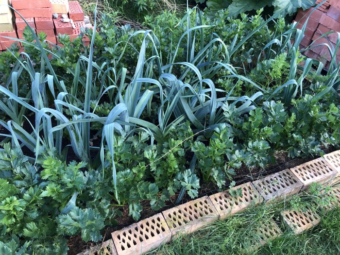 Köksträdgård med purjolök, rotselleri, majs och squash i odlingsbäddar.