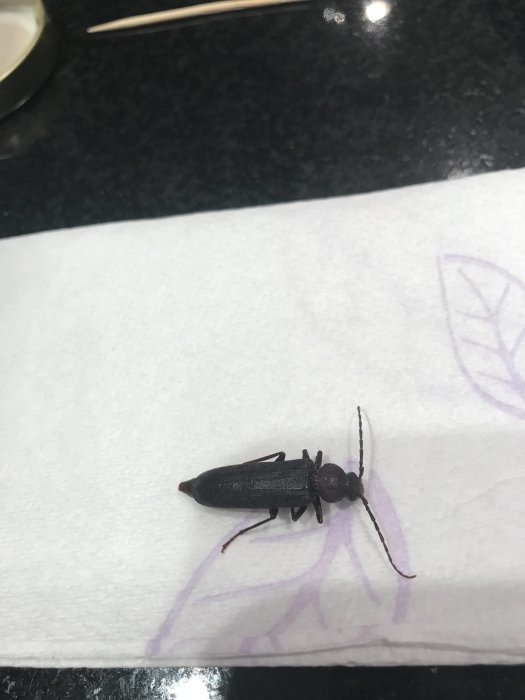 Stor svart insekt på ett vitt papper med lila mönster, möjligen en skalbagge.