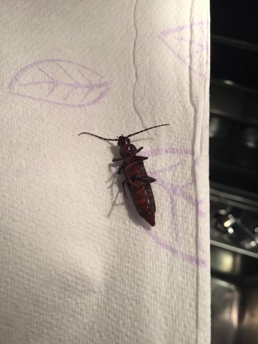 Stor insekt med långa antenner på ett fönster med ritade blad i bakgrunden.