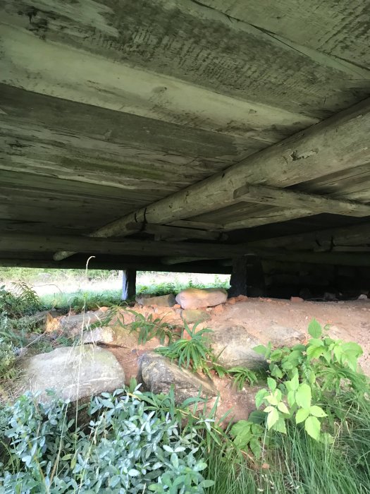 Bild på en stugas grund och syllar sett underifrån med vegetation och stenar.