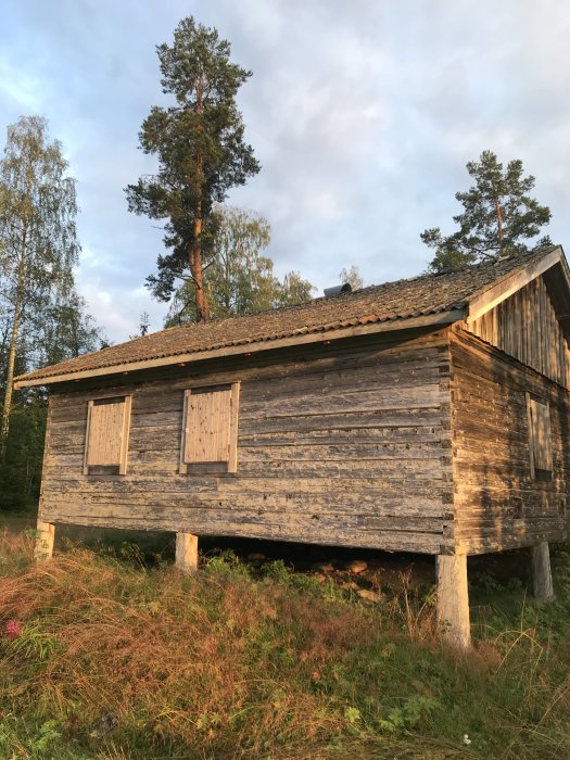 Gammal trästuga på pelare omgiven av träd och vildvuxen gräsmark i solnedgångsljus.