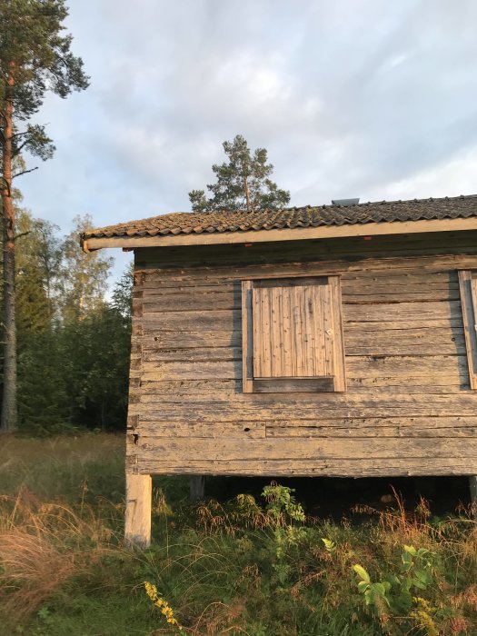 En äldre trästuga med sluten luftad grund, lutande tag och vildvuxen vegetation omkring i kvällsljus.