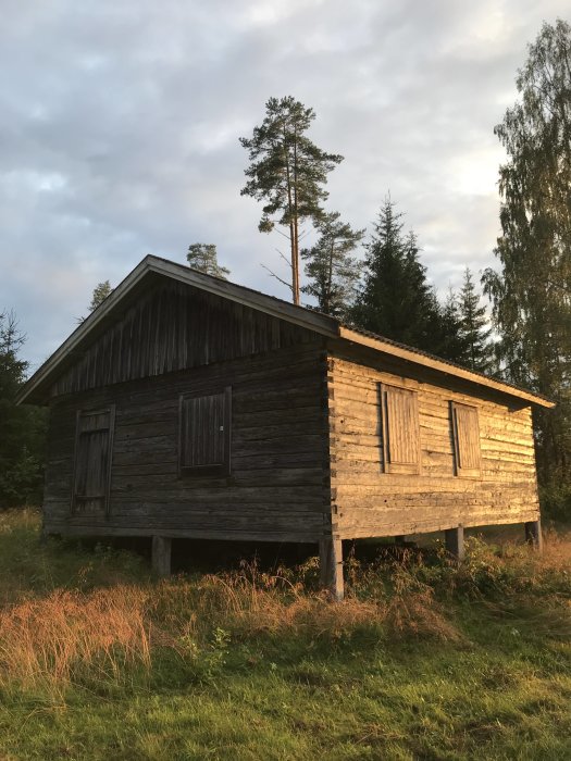 Gammal trästuga på pelare i skogsmiljö vid skymning, med slitet fasad och stängda fönsterluckor.