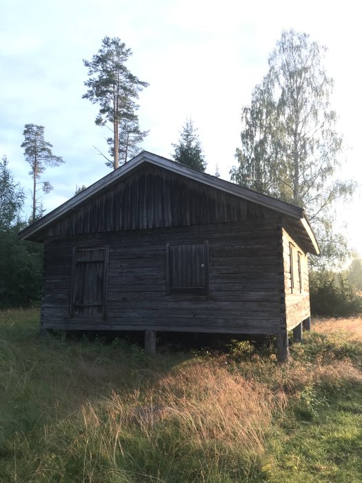 En gammal mörk timmerstuga på pålar i ett skogsbryn med stängda fönsterluckor och omgiven av vildväxt gräs.