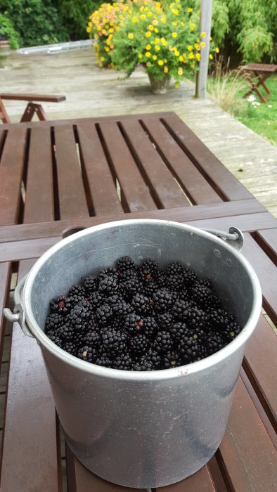 5-liters metallspann full med ny-plockade björnbär, placerad på ett brunmålat träbord utomhus.