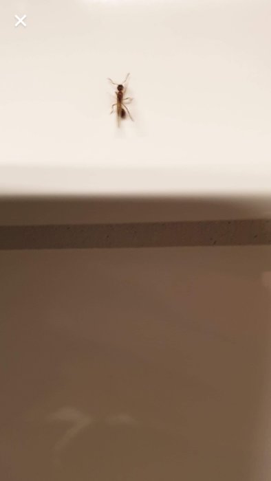 En liten myra med sex ben och fyra vingar på en jämn ljus yta, ungefär 5 mm lång.