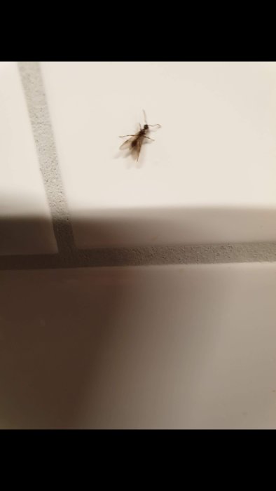 En cirka 5 mm lång myra med sex ben och fyra vingar på en ljus yta.