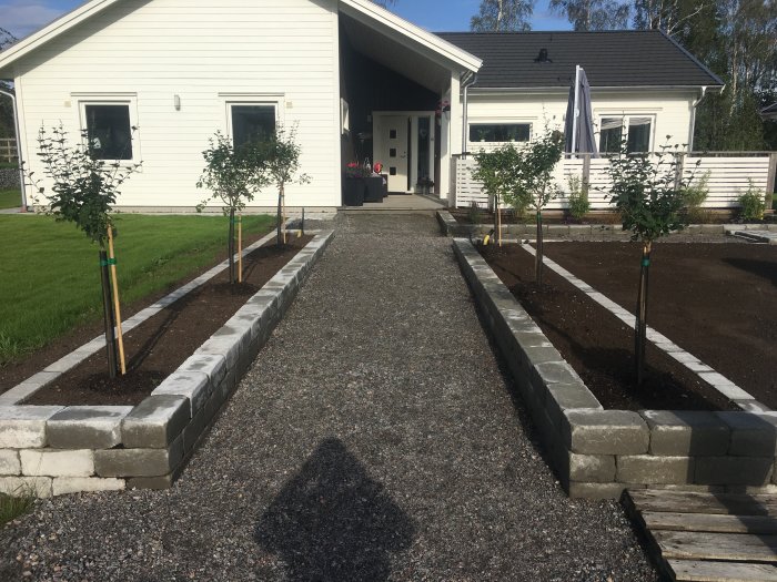 Nyplanterade träd längs gångväg med stenkanter vid ett hus, vått väder, solen saknas.