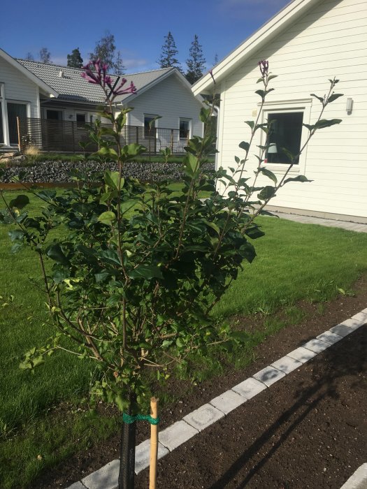 Nyplanterad bambu i trädgård med vit villa i bakgrunden, stödpinne och fuktig jord visible