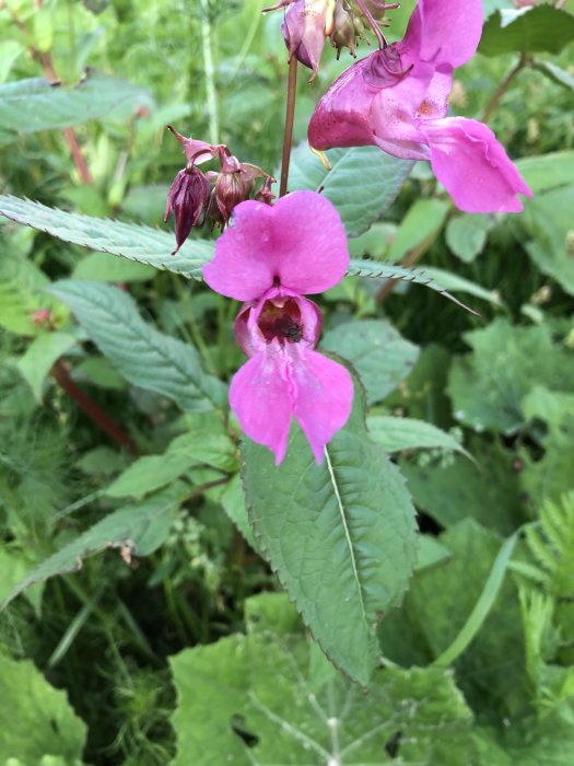 Ljusrosa orkidéliknande blomma med mörka prickar bland gröna blad och växtlighet.