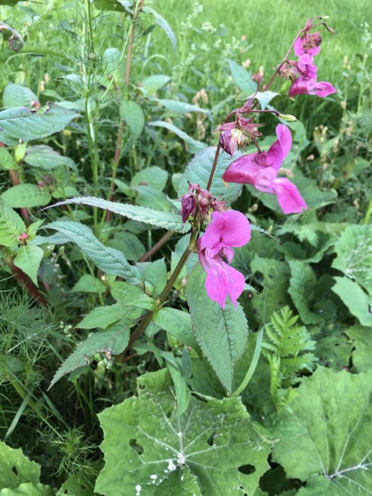 Rosa orkidéliknande blomma bland gröna blad och ogräs.