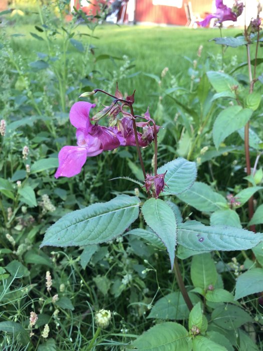 Ljuslila blomma som liknar orkidé med gröna blad i vildvuxen gräsmark, med röd stuga i bakgrunden.