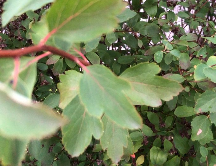 Närbild på gröna blad på en häck utan blommor eller bär, med röda grenar.