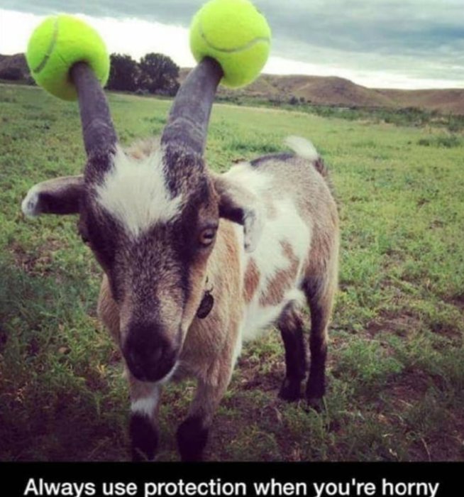 Get med horn där varje horn är toppat med en tennisboll på en gräsmark.