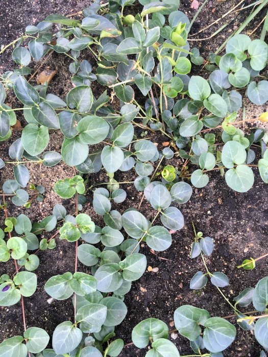 Gröna marktäckarväxter med runda blad på mörk jord i en kommunal plantering.