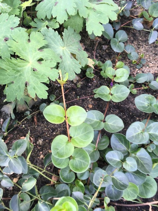 Marktäckande växter med runda gröna blad och större lönnliknande blad i en kommunal plantering.