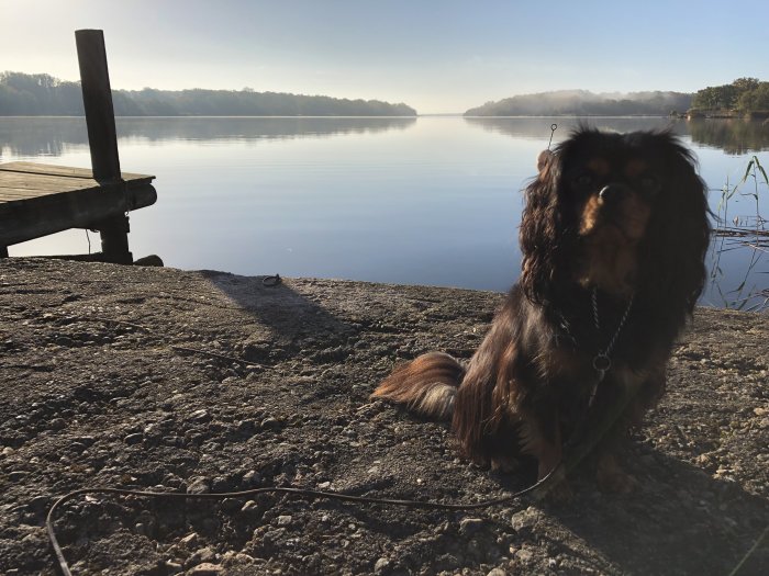 Hund sitter på strandkant med sjö och disig skog i bakgrunden under morgonljus.