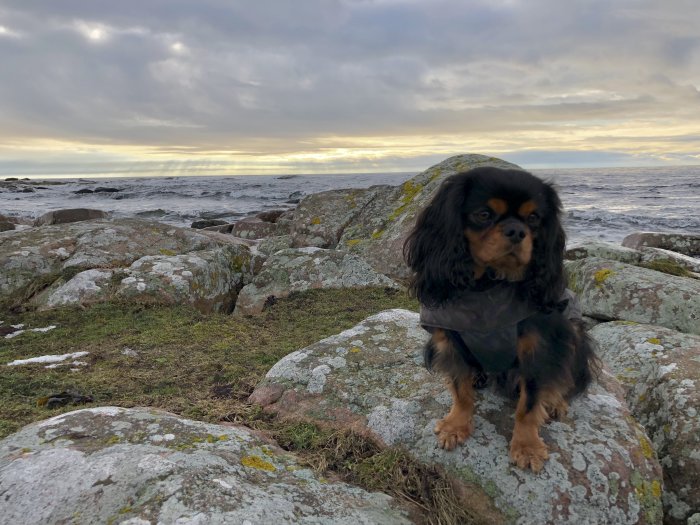 Svart och brun hund på mossiga klippor vid havet med molnig himmel i bakgrunden.