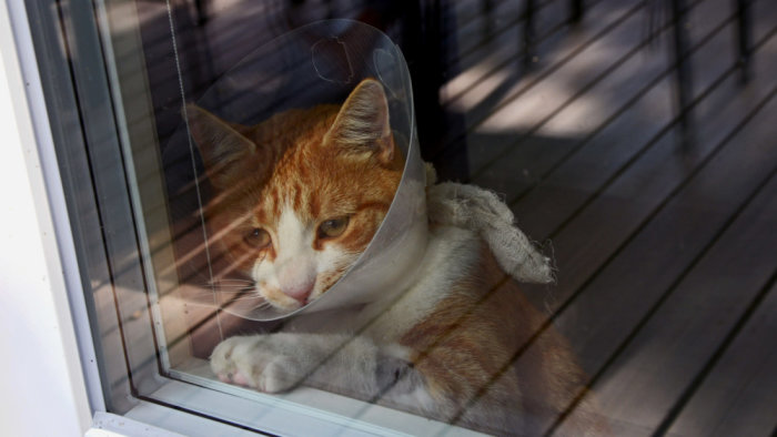 Skadad orangevit katt med trattkrage tittar ut genom fönster, reflektion av trädäck syns.