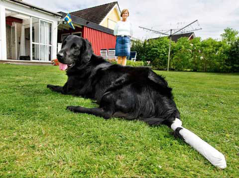 En svart hund med bandagerad bakfot ligger på en gräsmatta med en kvinna i bakgrunden.