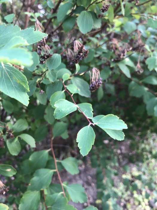 Närbild av en buske med naggade gröna blad och vissnade blomklasar.