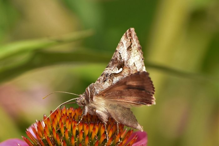 Gammafly med vit teckning som liknar grekiska bokstaven gamma på en blomma.